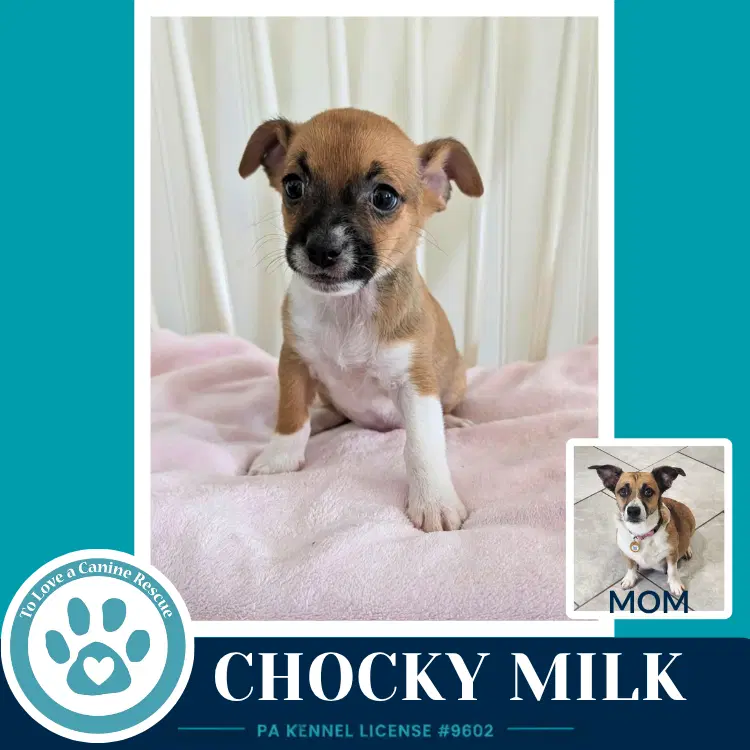 Chocky Milk Betty's Babble Bunch image 2