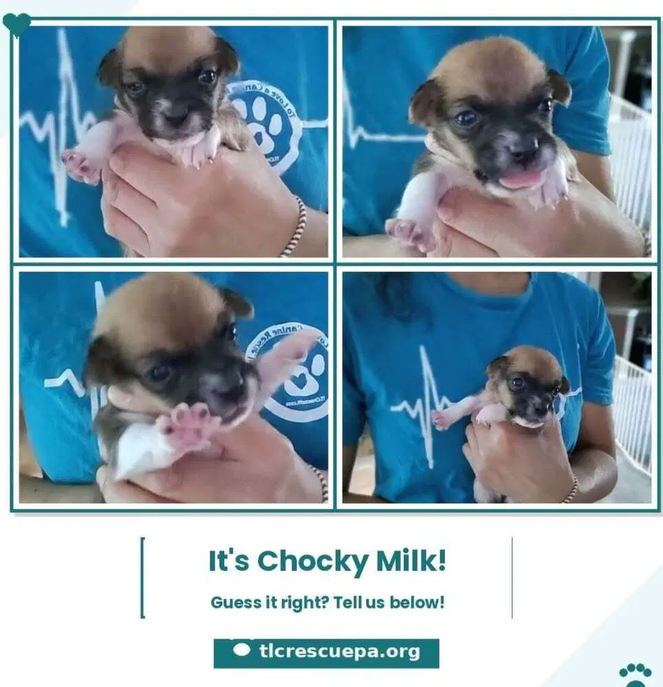 Chocky Milk Betty's Babble Bunch image 3