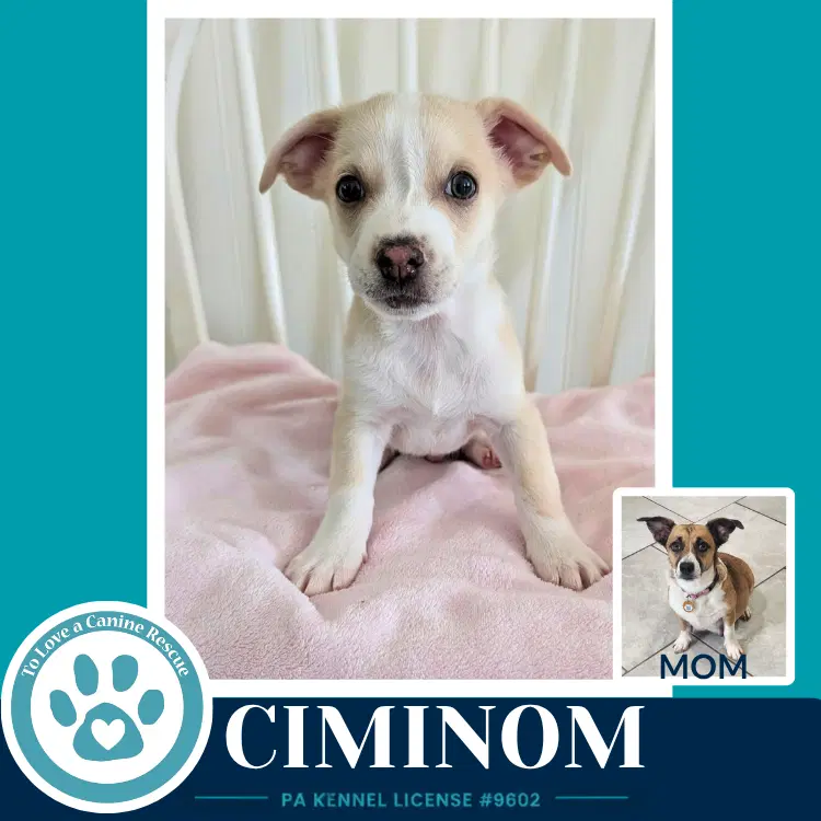 Ciminom Betty's Babble Bunch - Corgi