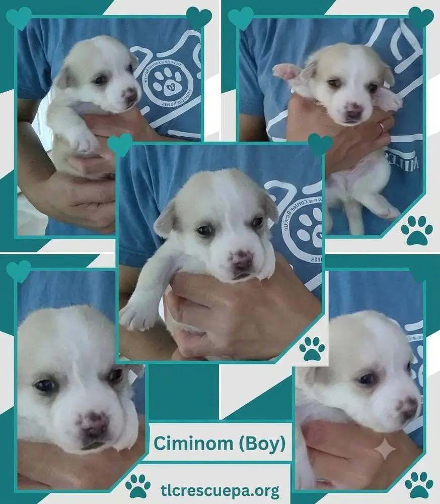 Ciminom Betty's Babble Bunch image 3
