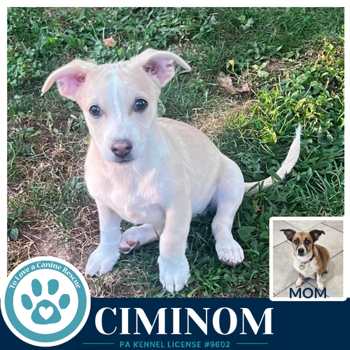 Ciminom (Betty's Babble Bunch) 070126, a dog for adoption from To Love a Canine Rescue, Inc.