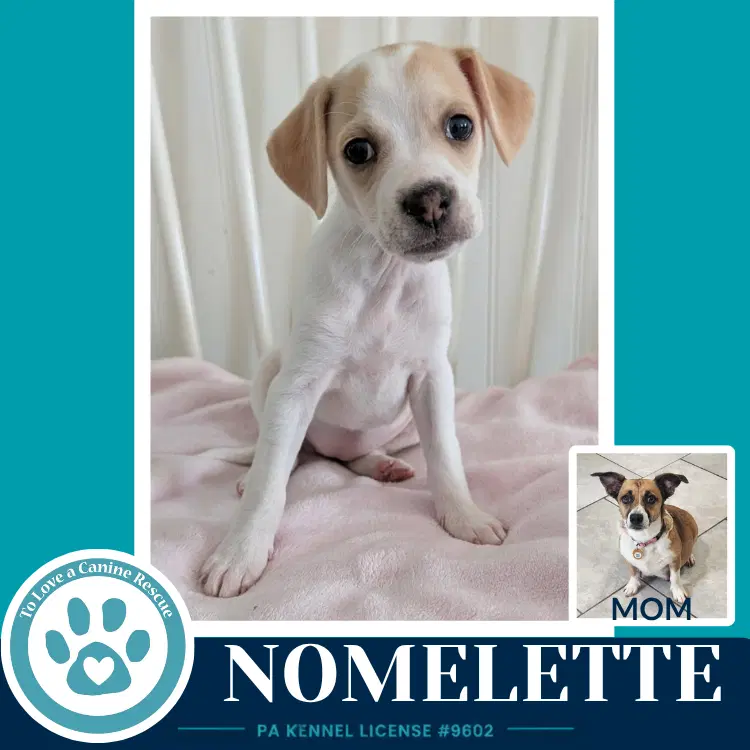 Nomelette Betty's Babble Bunch - Corgi