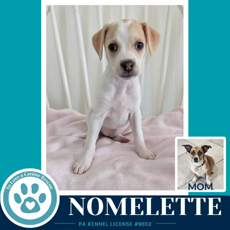 Nomelette Betty's Babble Bunch image 2
