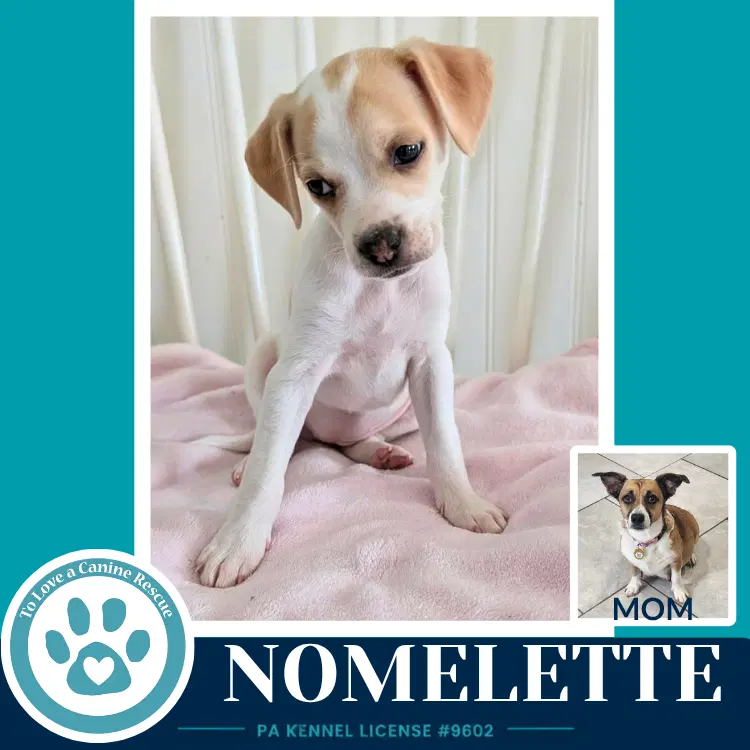 Nomelette Betty's Babble Bunch image 3