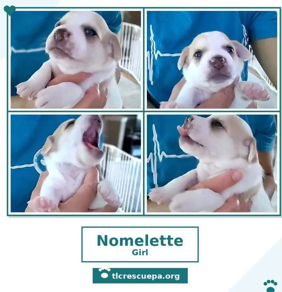 Nomelette Betty's Babble Bunch image 4