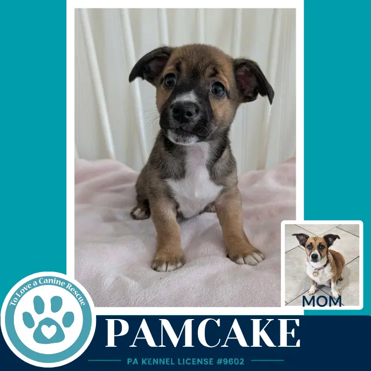 Pamcake Betty's Babble Bunch image 1