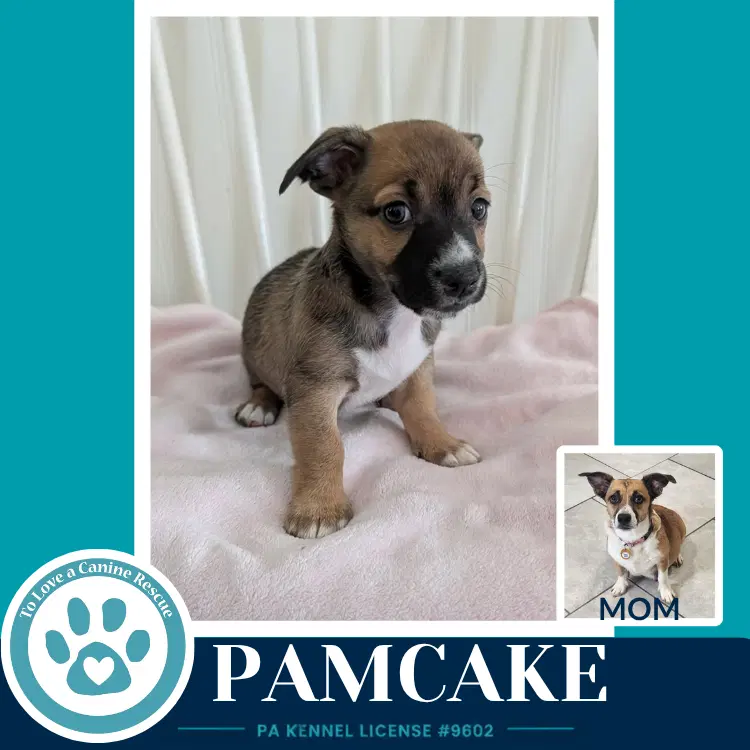 Pamcake Betty's Babble Bunch image 2