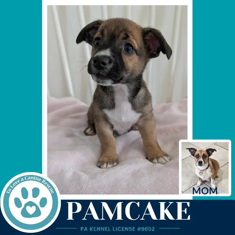Pamcake Betty's Babble Bunch image 3