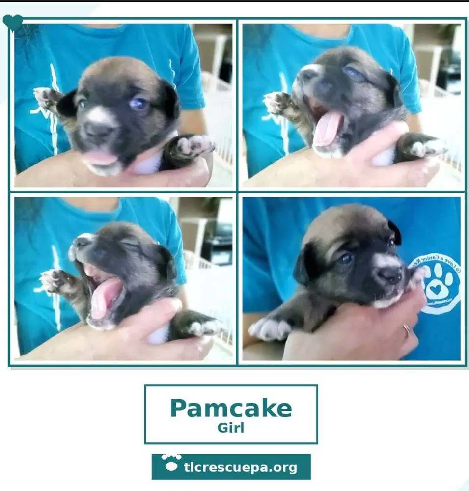 Pamcake Betty's Babble Bunch image 4