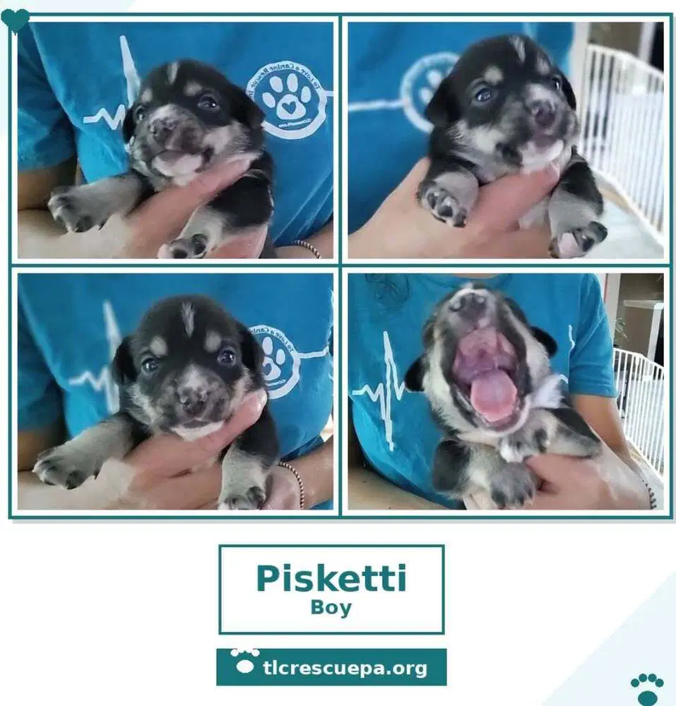 Pisketti Betty's Babble Bunch image 4