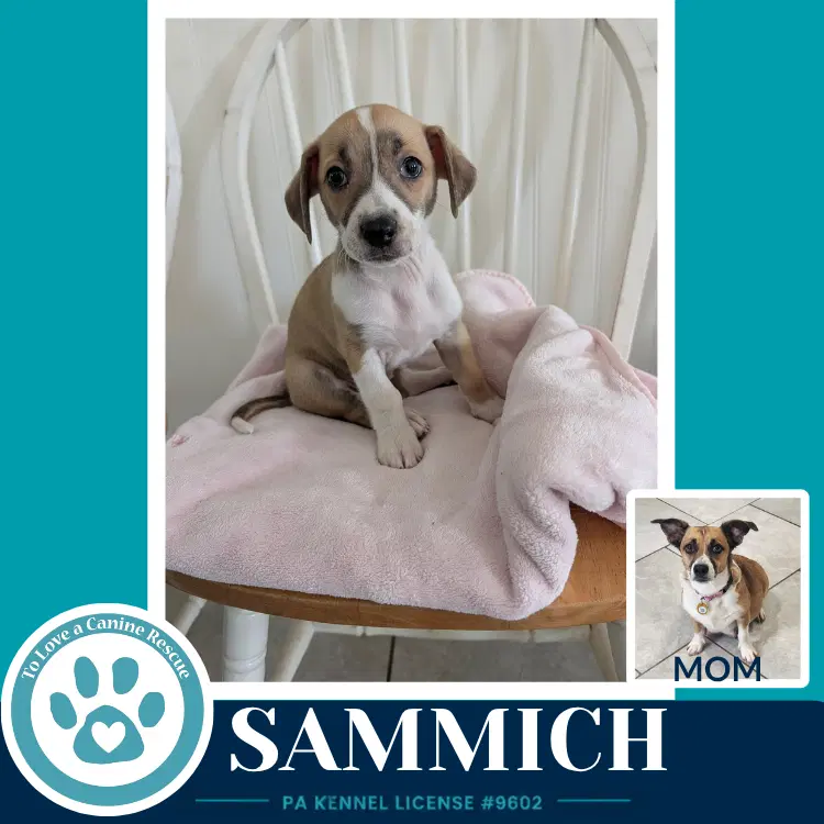 Sammich Betty's Babble Bunch image 3