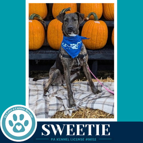 Sweetie (Mom to Sweeties Sweets) 082926, a dog for adoption from To Love a Canine Rescue, Inc.