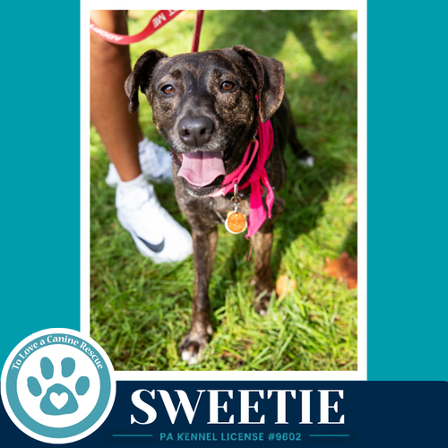 Photo 2 of Sweetie (Mom to Sweeties Sweets) 082926