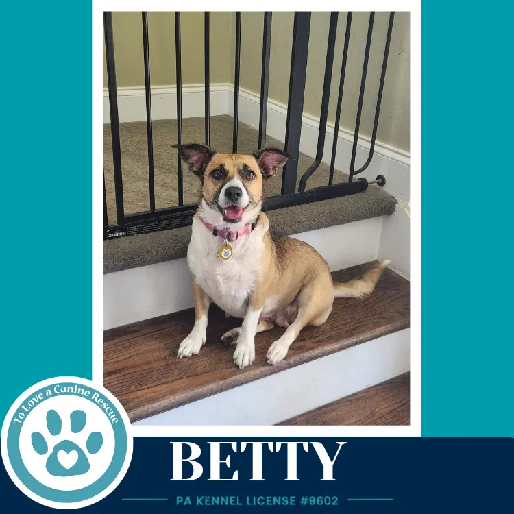 Betty Mom To Betty's Babble Bunch - Corgi