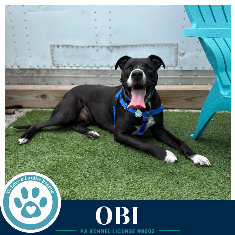 Obi (aka Perry) (Sugarplums) 120724, dog — photo 1 of 4