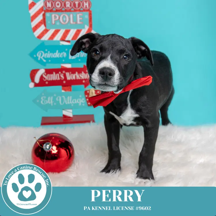 Obi Aka Perry Sugarplums image 4