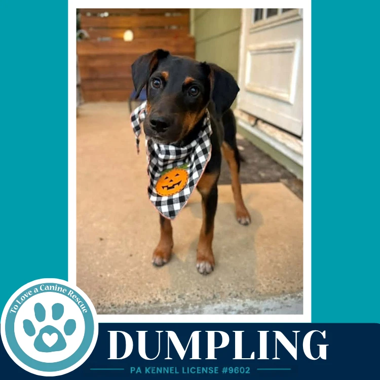 Dumpling Dim Sum Duo