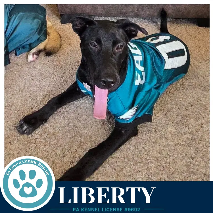 Liberty - Labrador Retriever