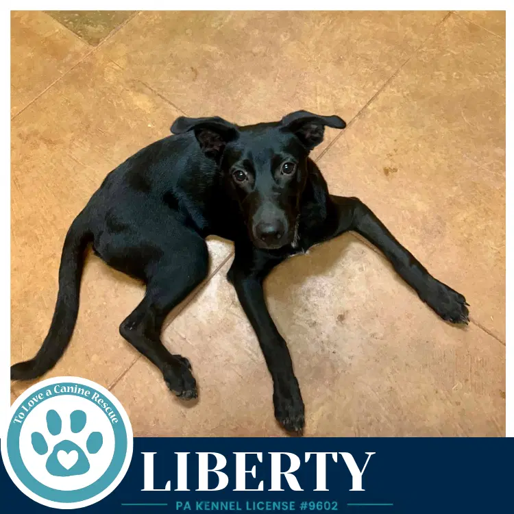 Liberty image 2