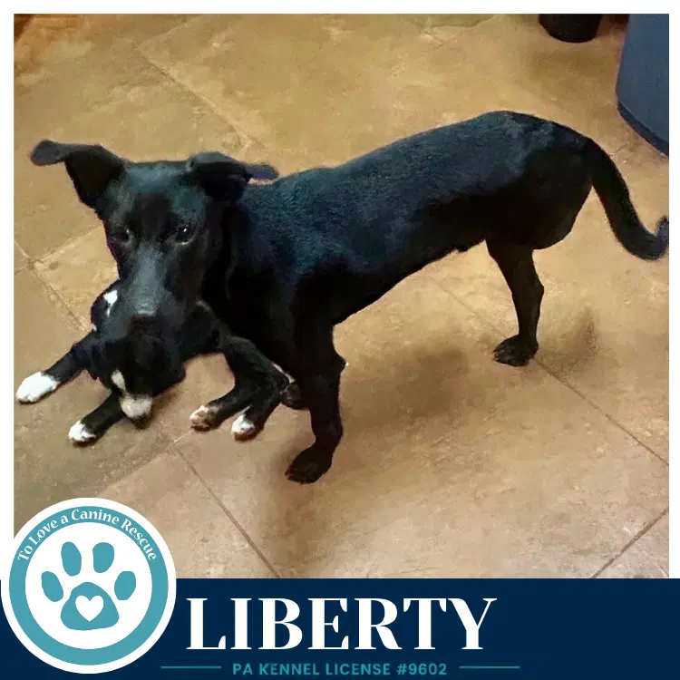 Liberty image 3