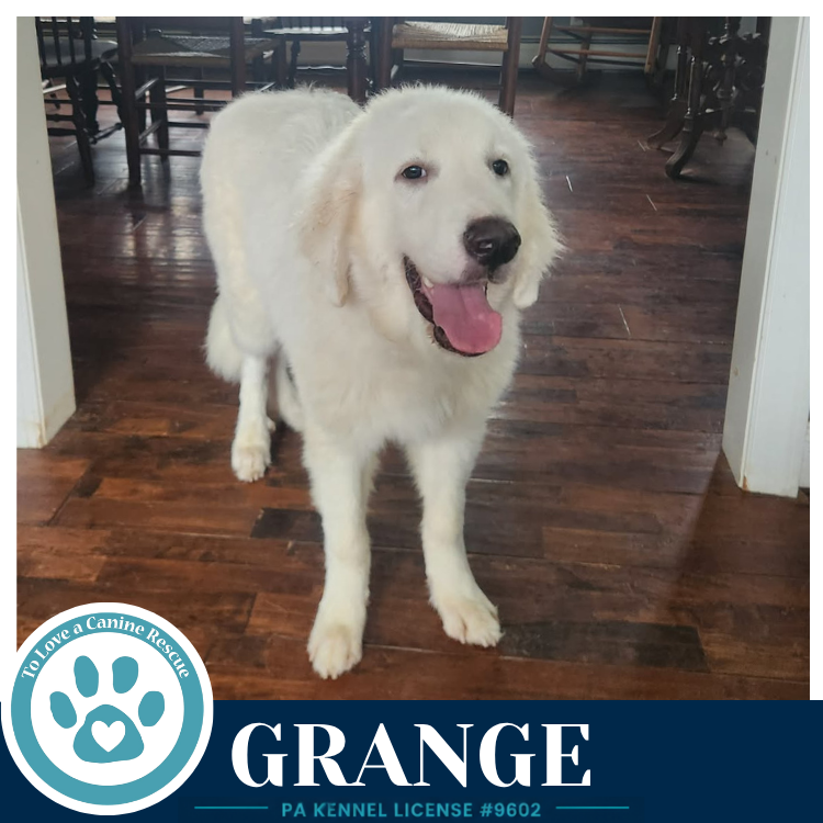 Grange 091226, dog — photo 1 of 4
