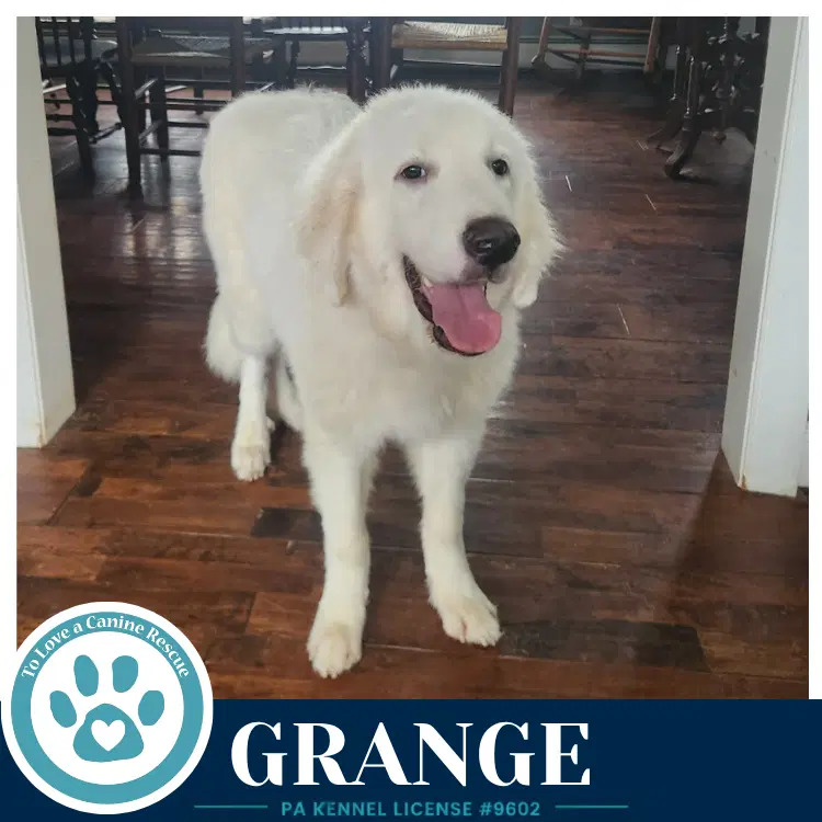 Grange - Great Pyrenees