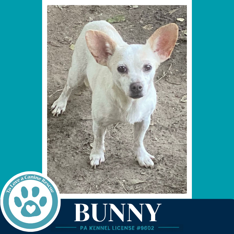 Bunny 091226, dog — photo 1 of 1