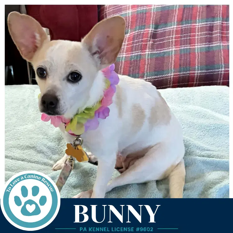 Bunny - Chihuahua
