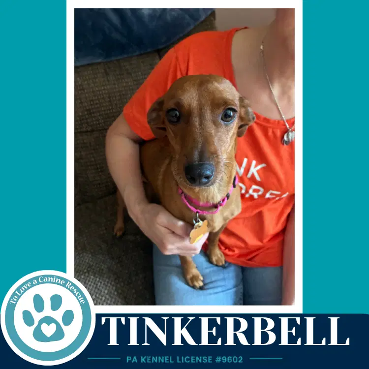Tinkerbell Mom To The Pixie Pack - Chihuahua