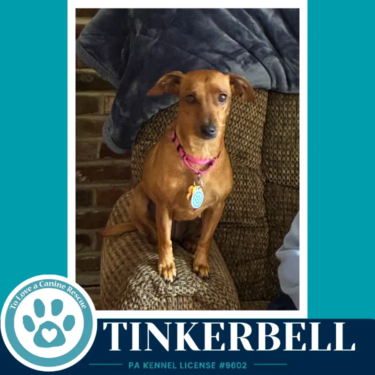 Tinkerbell Mom To The Pixie Pack image 2