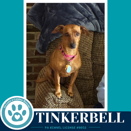Photo 2 of Tinkerbell (Mom to the Pixie Pack) 091226