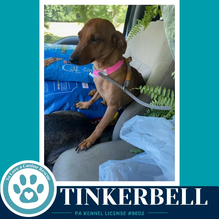 Tinkerbell Mom To The Pixie Pack image 3