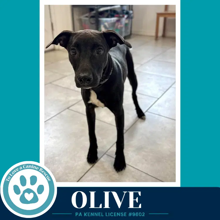 Olive Deli Delights - Labrador Retriever