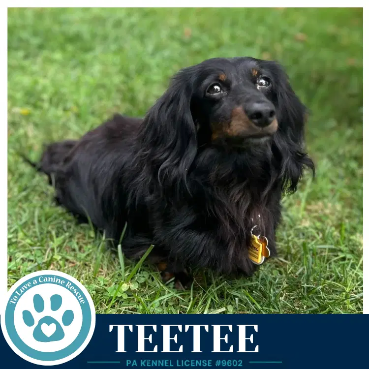 Teetee - Dachshund