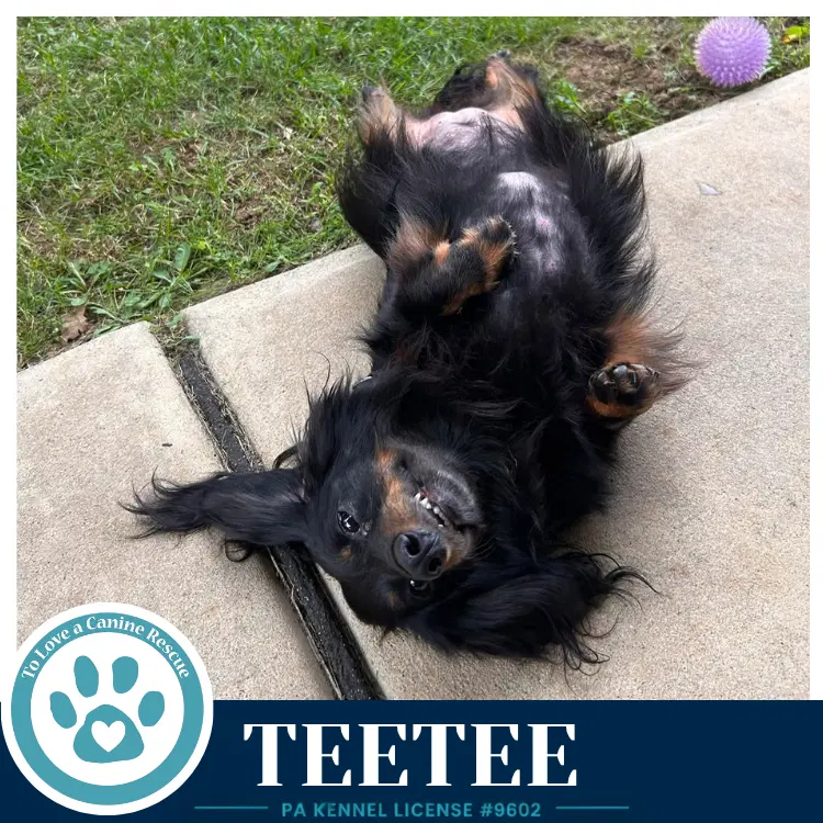 Teetee image 2
