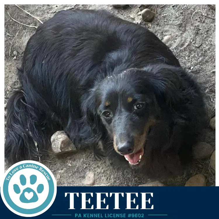 Teetee image 3
