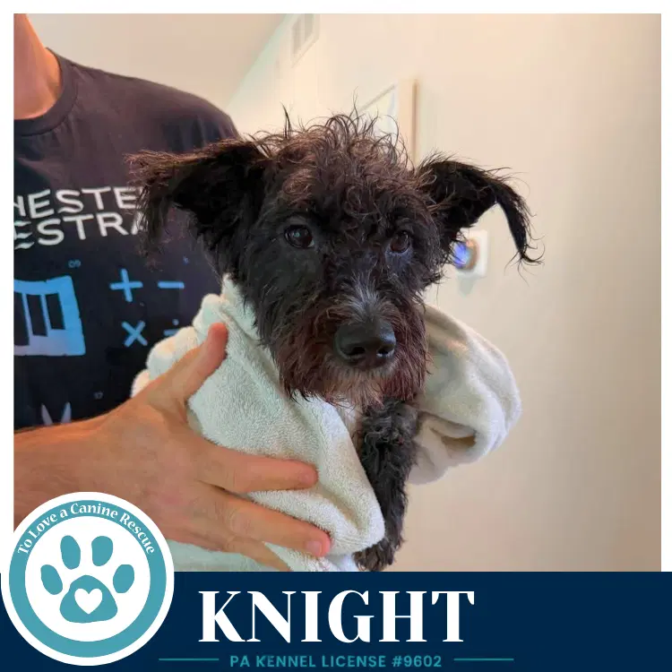 Knight image 3