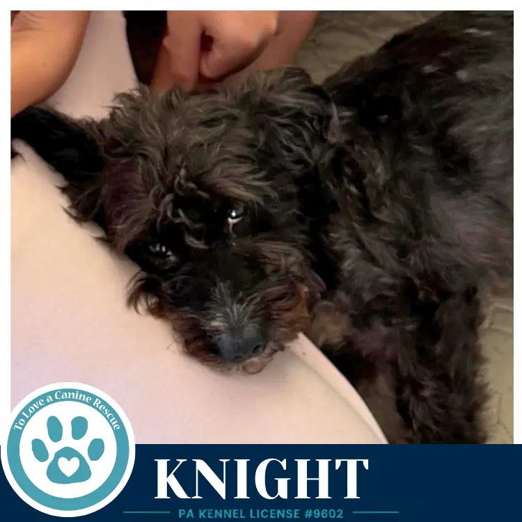 Knight image 4