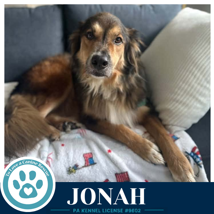 Jonah 091226, dog — photo 1 of 4