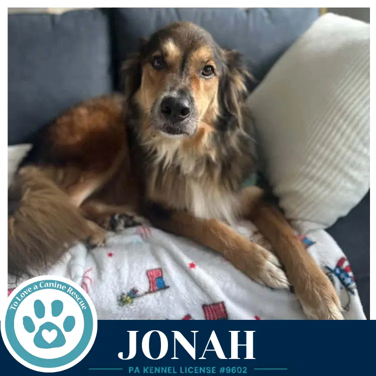 Jonah - Collie