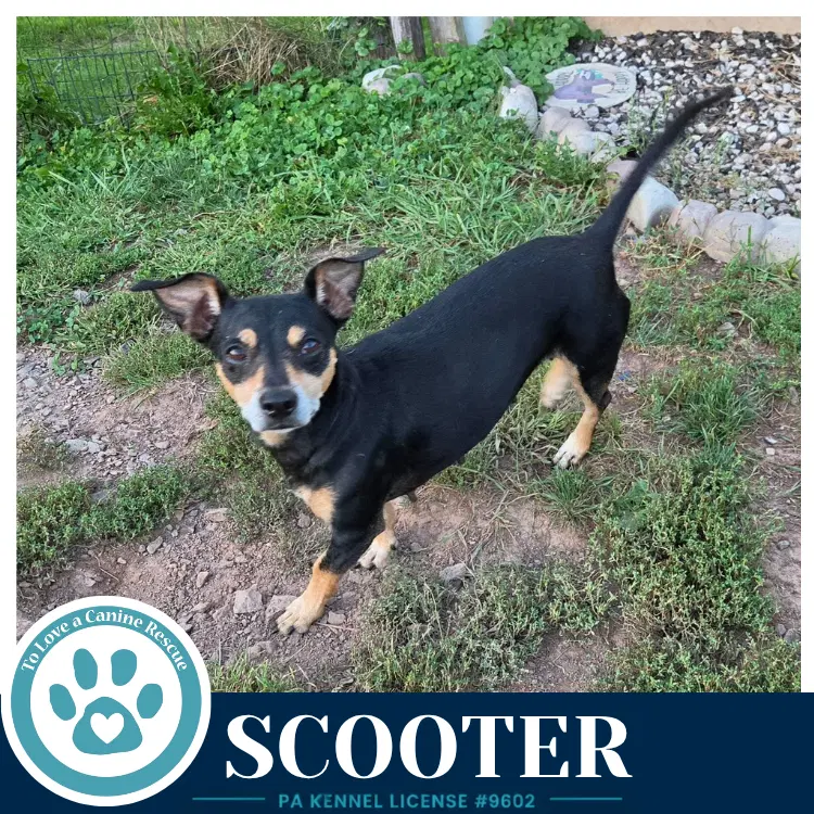 Scooter image 2