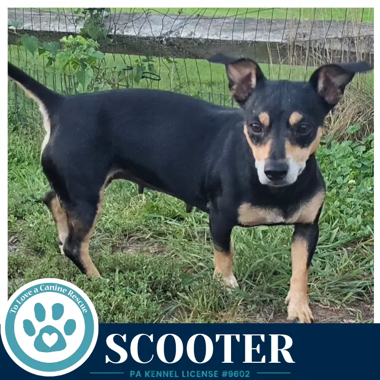 Scooter image 3