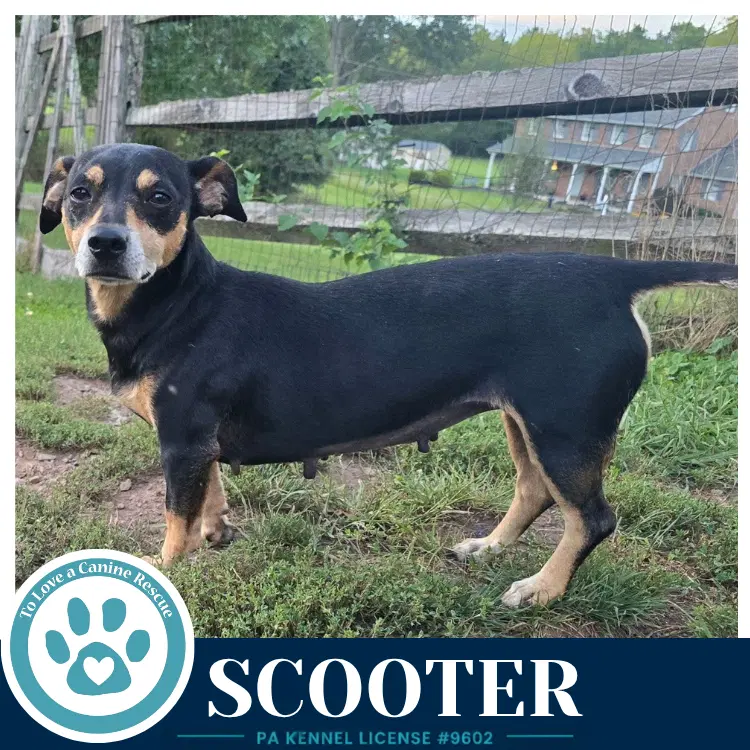 Scooter image 4