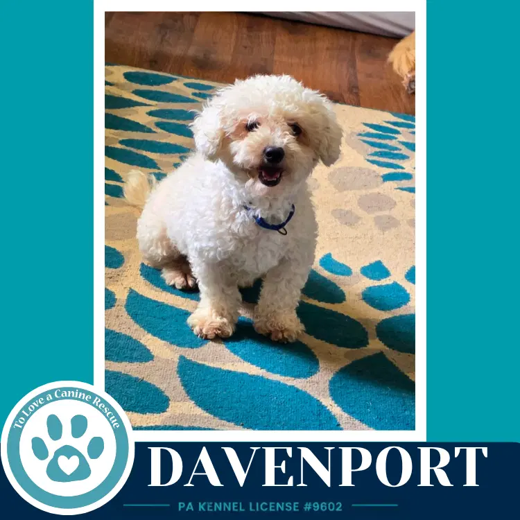 Davenport - Maltese