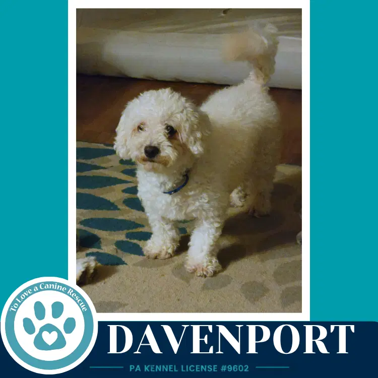 Davenport image 2