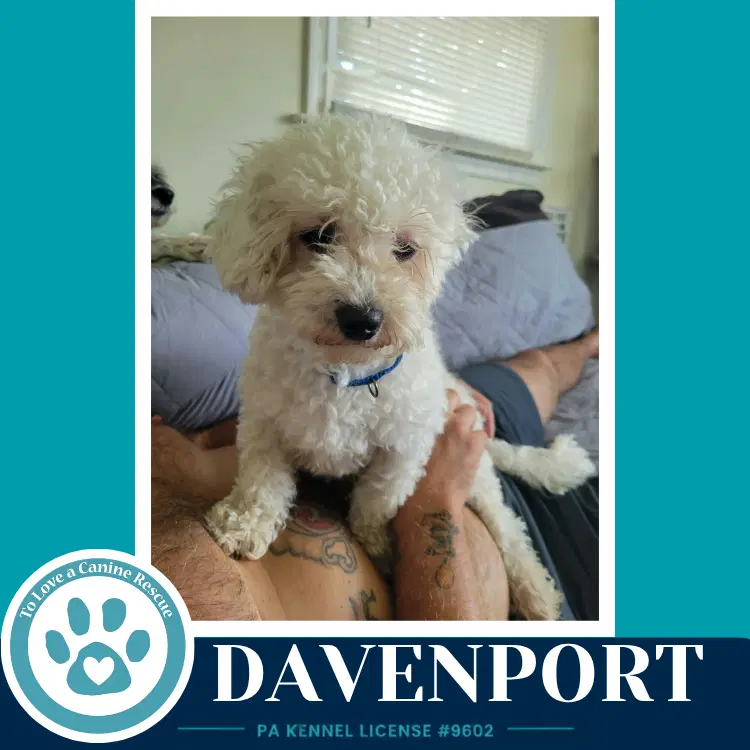 Davenport image 3