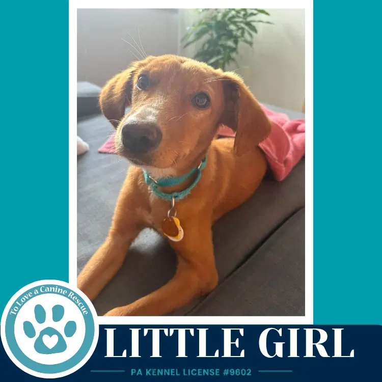 Little Girl - Labrador Retriever