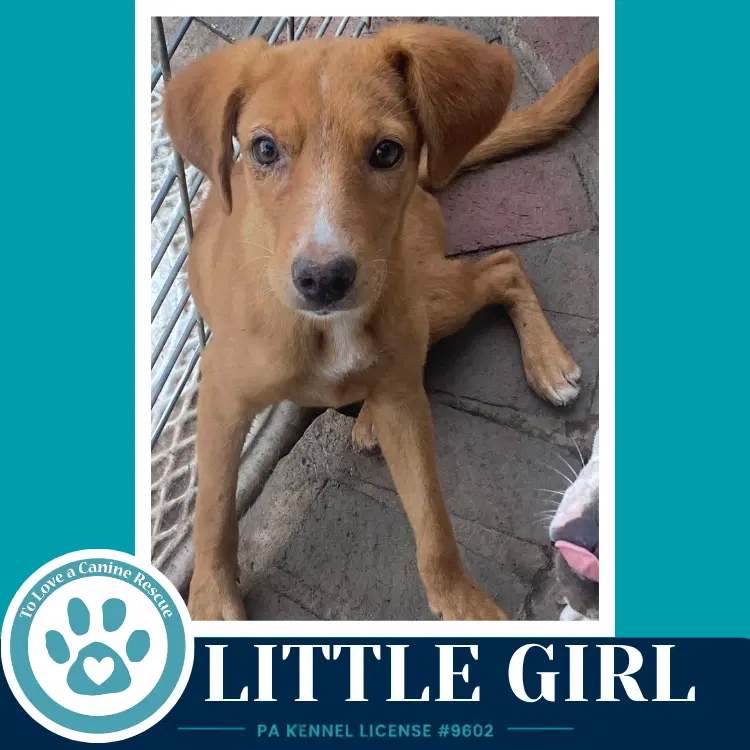 Little Girl image 3