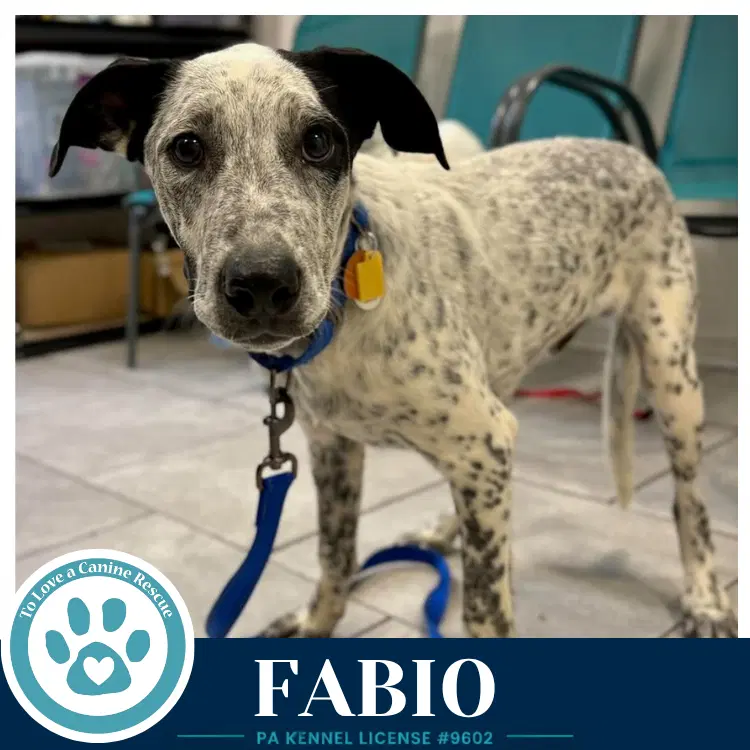 Fabio Speckled Six - Cattle Dog