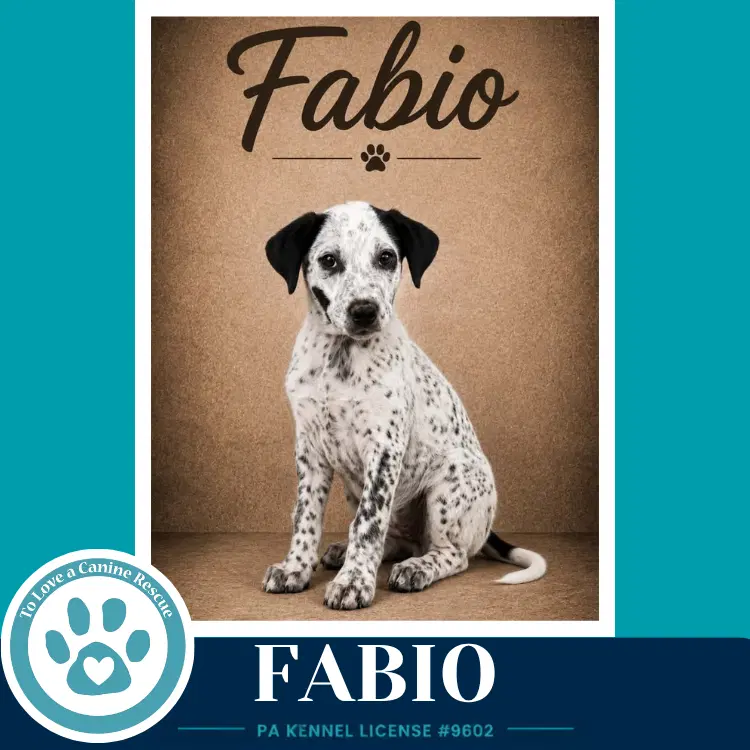 Fabio Speckled Six image 2